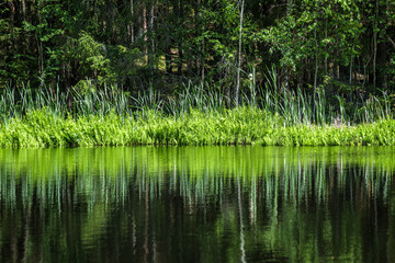 deep dark forest lake with reflections of trees and green foliage
