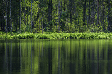 Obraz premium deep dark forest lake with reflections of trees and green foliage