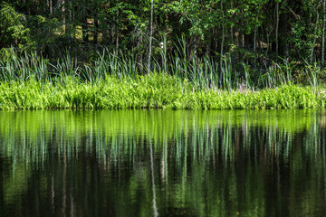 deep dark forest lake with reflections of trees and green foliage