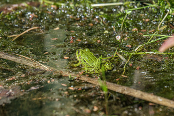 Latvian green frog resting in sun in a lake on water surface. Pelophylax kl. esculentus.