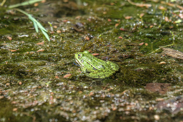 Latvian green frog resting in sun in a lake on water surface. Pelophylax kl. esculentus.