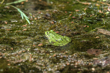 Latvian green frog resting in sun in a lake on water surface. Pelophylax kl. esculentus.
