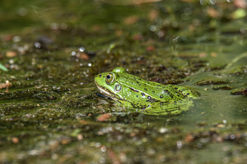 Latvian green frog resting in sun in a lake on water surface. Pelophylax kl. esculentus.