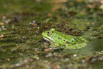 Latvian green frog resting in sun in a lake on water surface. Pelophylax kl. esculentus.