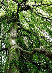 tree in the forest flowing  dark branches bright green leaves willow 