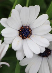 Fototapeta premium close up daisy blue and yellow stamen 