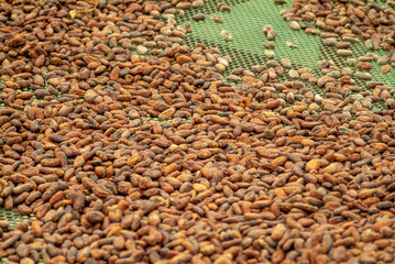 Obraz premium Cacao Beans Spread for Drying