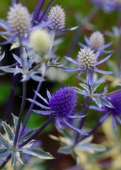blue white and periwinkle spiked flowers 