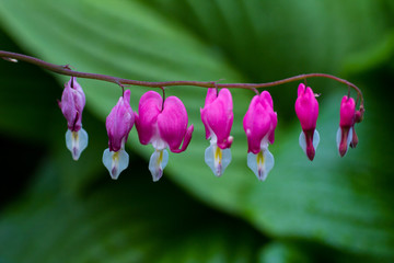 Blooming flower dycenters in the garden