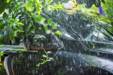black car under the tree with rain drop water.