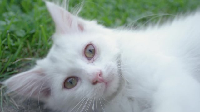 SLOW MOTION, CLOSE UP, PORTRAIT, DOF: Adorable white cat lying on the ground and trying to touch the camera with paws. Cute shot of playful kitten rolling around the ground and touching the camera.
