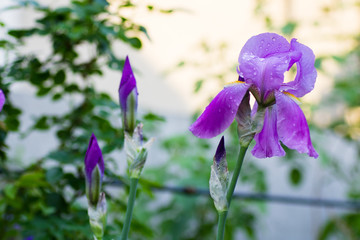 Purple irises bloom in the garden after the rain