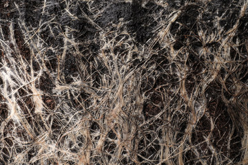 Closeup view of grass roots in soil as background