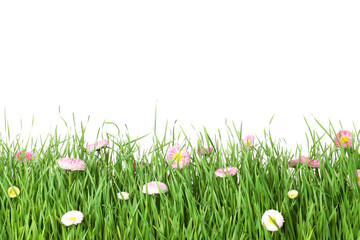 Vibrant green grass with beautiful flowers on white background