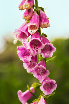 Foxglove flowers in bloom in the spring; cardiac medicines extracted from digitalis plant