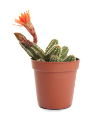 Cactus (Echinopsis chamaecereus) with beautiful red flower in pot on white background