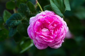 May rose blooms in the garden