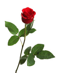 Beautiful blooming red rose on white background