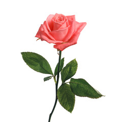 Obraz premium Beautiful blooming pink rose on white background