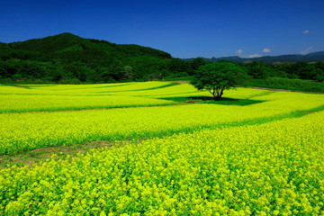 春のやくらいガーデン