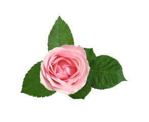Naklejka premium Beautiful blooming pink rose on white background, top view