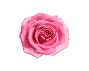 Beautiful blooming pink rose on white background, top view