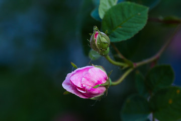 May rose blooms in the garden