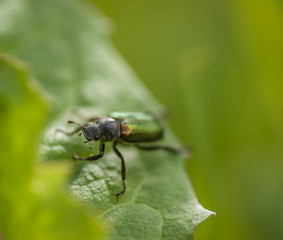 Beetle - Genus Dichelonyx - Chafers