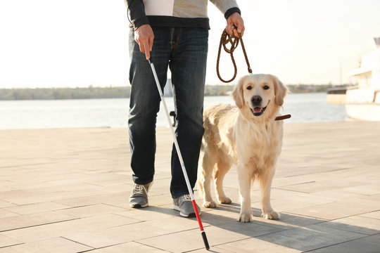 Guide dog helping blind person with long cane walking in city