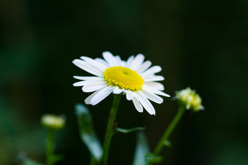 Fototapeta premium Blooming daisy on a dark background