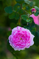 May rose blooms in the garden