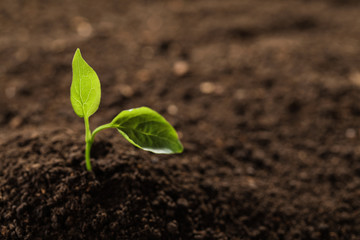 Young plant in fertile soil, space for text. Gardening time