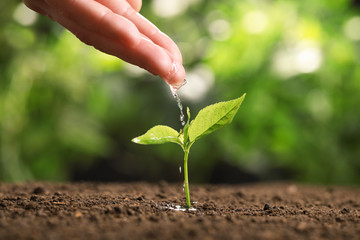 Woman pouring water on young seedling in soil against blurred background, closeup