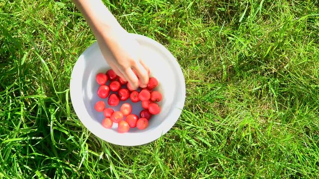 Child hand taking cherries from a bowl that lies on green grass in the summer sun