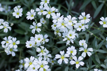 Little white flowers on a blurred background