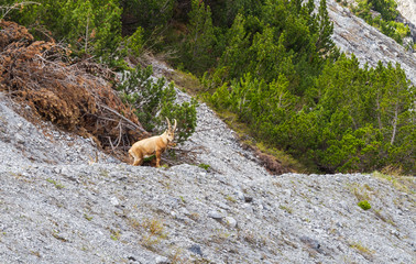 Ibex on mountain slope, beautiful wild alpine animal