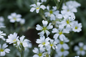 Obraz na płótnie Canvas Little white flowers on a blurred background
