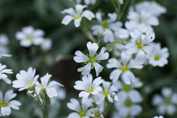 Fototapeta premium Little white flowers on a blurred background