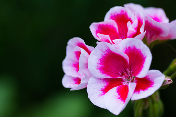Blooming flowers of white and pink geraniums