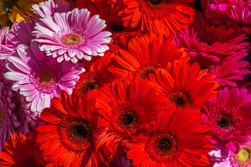 Close-up Red and pink marigolds on the market,