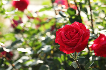 Beautiful blooming rose in garden on sunny day, space for text
