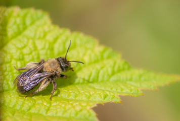 Carpenter Bee - Xylocopa spec.