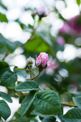 May rose blooms in the garden