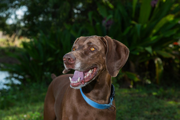 Happy Hound