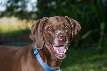 Laughing Vizsla