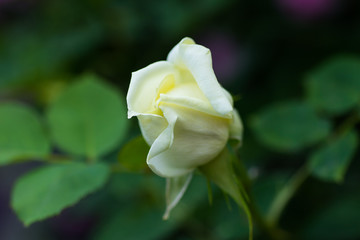 White rose closeup blooms in the garden