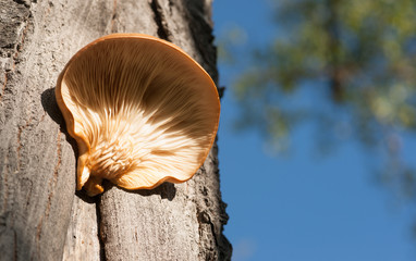 Pleurotus populinus on an Aspen Tree - Oyster Mushrooms