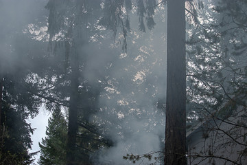 Fototapeta na wymiar trails of white smoke in pine trees rise from camp fire