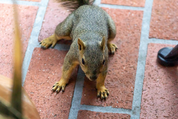 A squirrel approaches looking hoping for the sight of food © DAVID