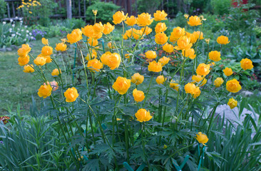 On the garden plot blossomed "cultural bath"pleasing with its bright flowering